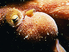 18. Caribbean Reef Octopus