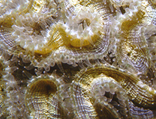 14. Stone Coral