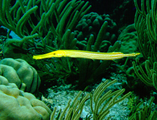 4. Yellow Trumpetfish