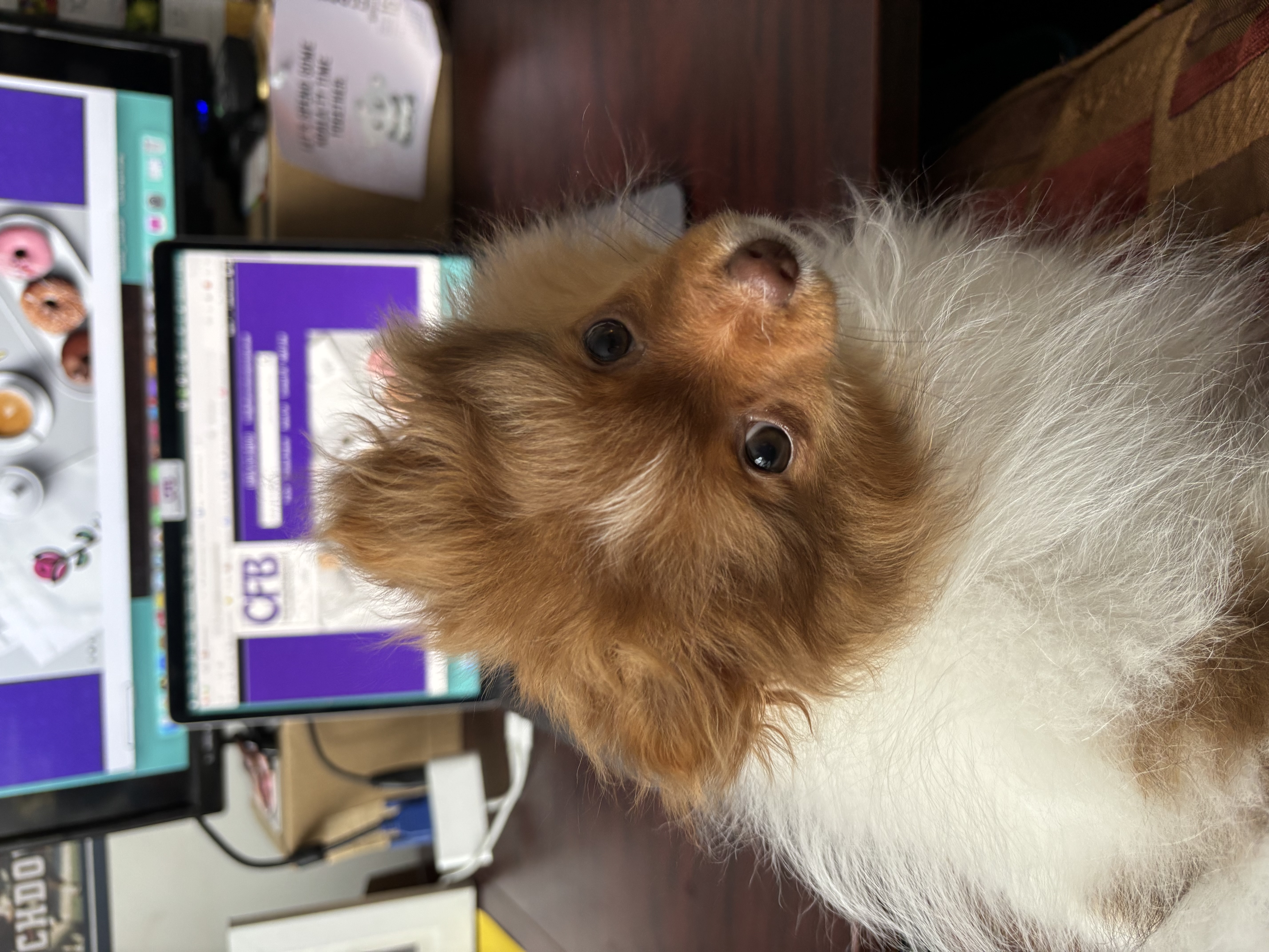 Pecan at work