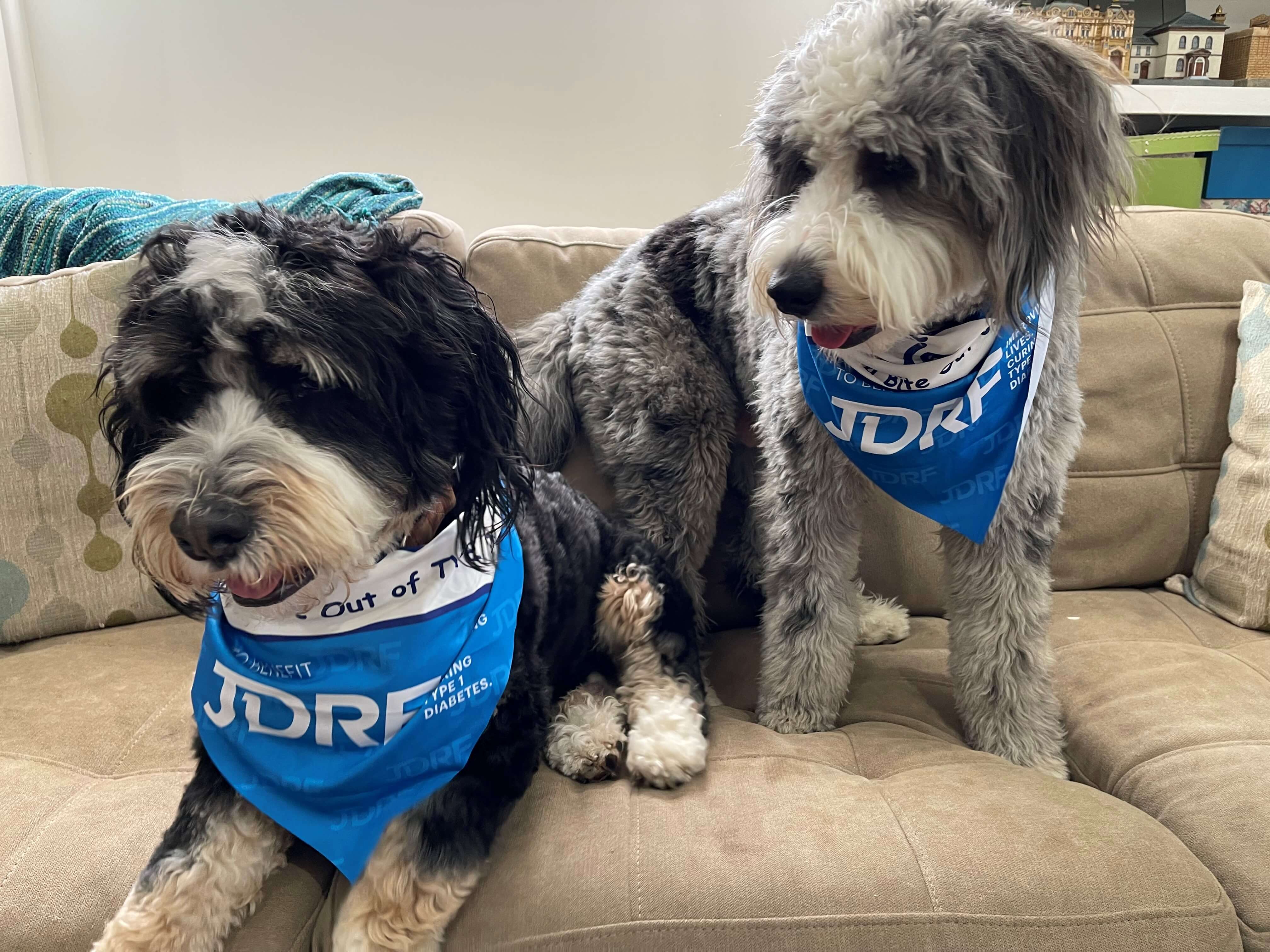 Max and Oliver model the bandanas used as a fundraiser for the Juvenile Diabetes Research Foundation.  Our fur friends like to be chic too when participating in the Fundraising Walk!