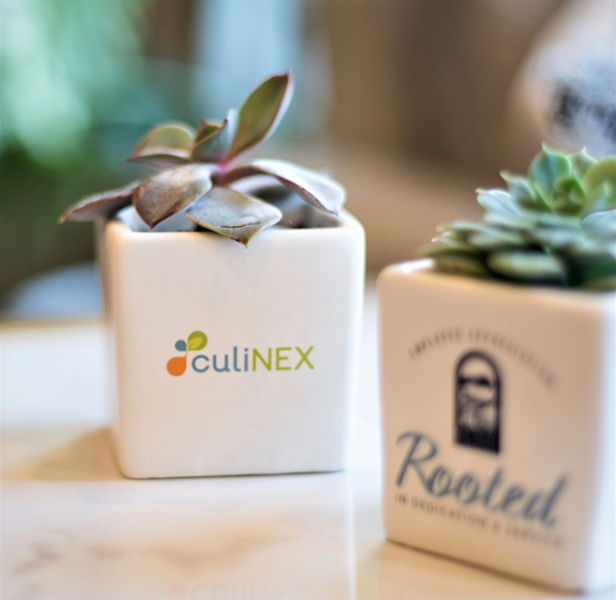 succulent plant in a branded ceramic pot